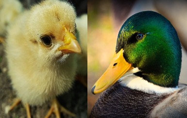 Опыт применения пептидных кормовых добавок при разведении птицы